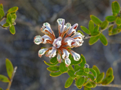 Grevillea Buxifilia