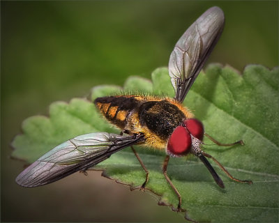 Resting Hover Fly*Merit*