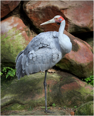 Gray Crane (Brolga)