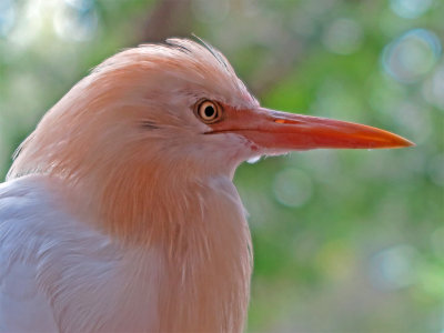 Breeding Egret Portrait*Credit*