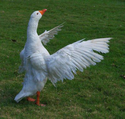 Clapping Goose