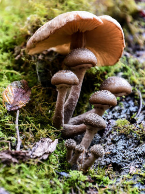 Fungi, Russell Falls