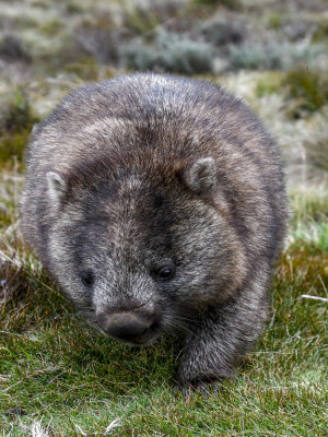 Wombat Up Close