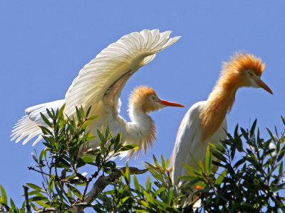 A Pair of Egrets*Credit*