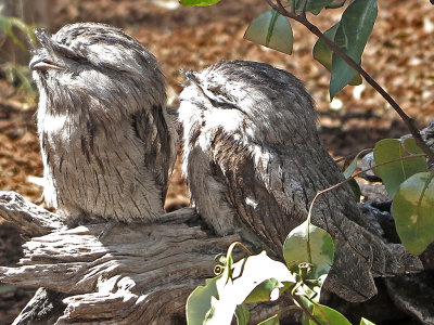 A Pair of Tawny Frogmouths