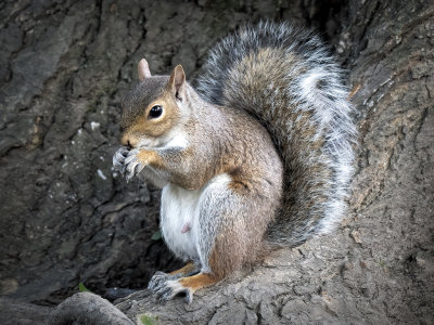 Fluffy Squirrel*Credit*