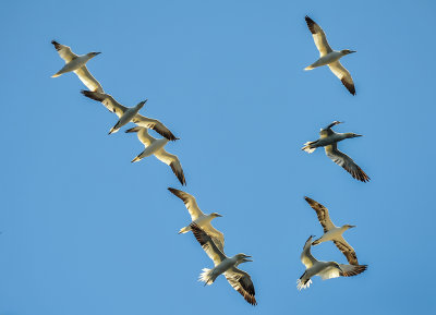 Gannet Flypast*Credit*