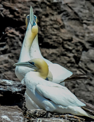 Gannet Love