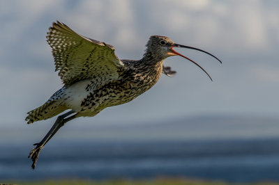 Whimbrel Takeoff Orkney*Credit*