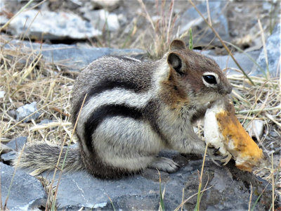 Yummy Mushroom*Credit*