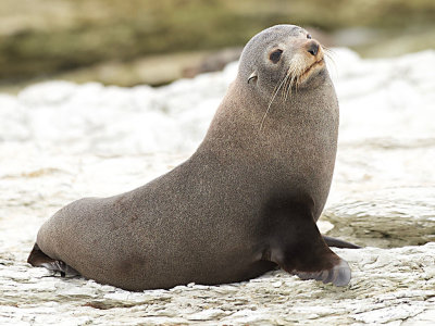 Fur Seal*Merit*