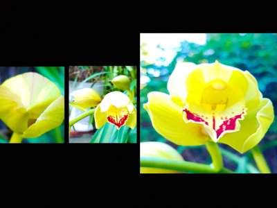 Orchid Triptych