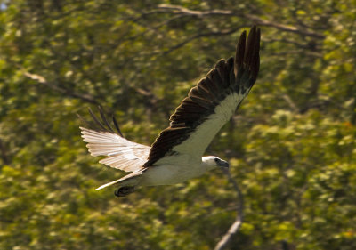 Sea Eagle