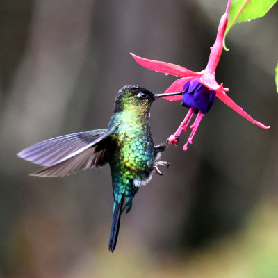 CR Hummingbird*Merit*