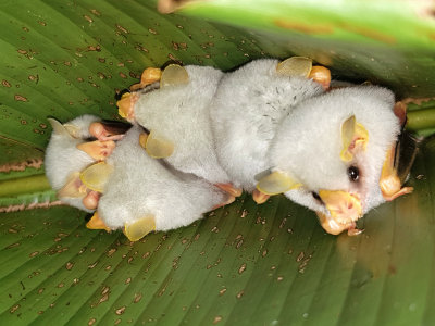 Honduran White Bat