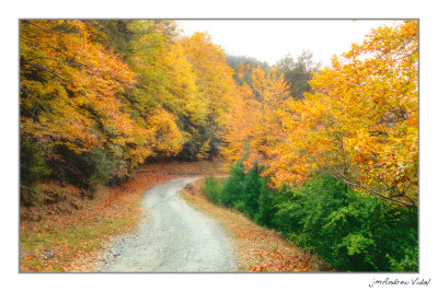 La Fageda del Retaule - La Snia