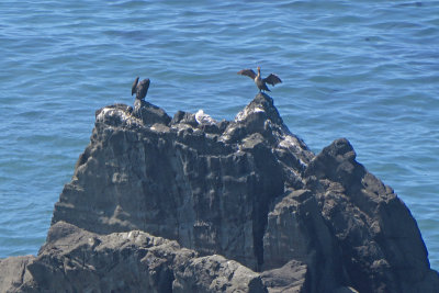 Cormorant dries his wings on the Oregon coast