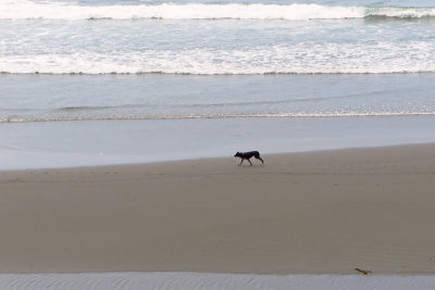 A dog runs along the beach at Myers Creek Beach Viewpoint