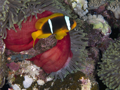 Red Sea Clownfish (Amphiprion bicinctus)