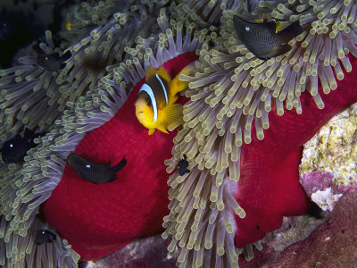 Red Sea Clownfish (Amphiprion bicinctus)