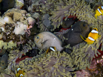 Red Sea Clownfish (Amphiprion bicinctus)