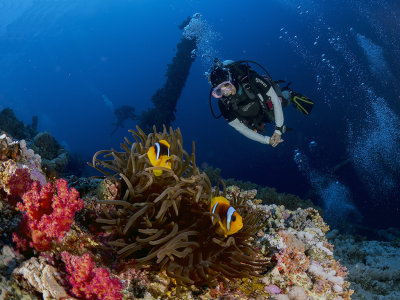 Red Sea Clownfish (Amphiprion bicinctus)