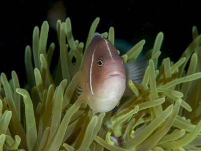 Pink skunk clownfish (Amphiprion perideraion)