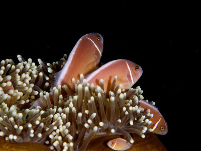 Pink skunk clownfish (Amphiprion perideraion)
