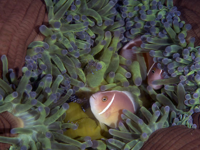Pink skunk clownfish (Amphiprion perideraion)