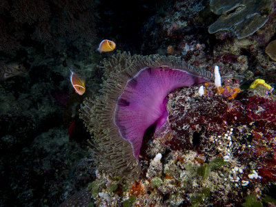 Pink skunk clownfish (Amphiprion perideraion)