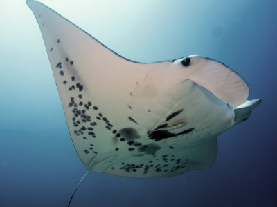 Manta Ray