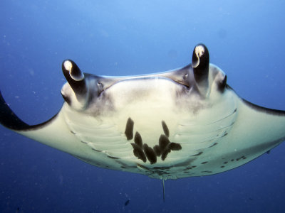 Manta Ray