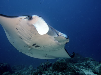 Manta Ray