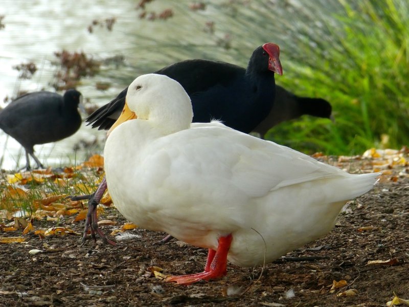 A quacker, Dusky Moorhen &  Eurasian Coot