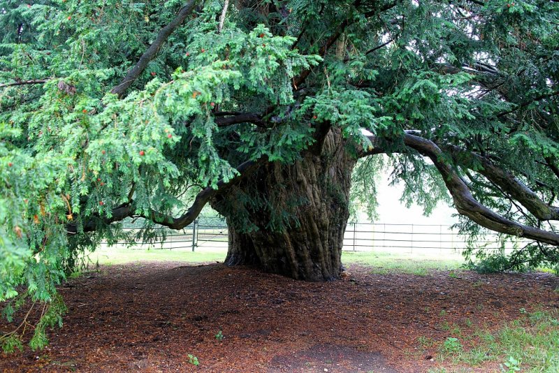 The Yew Tree 