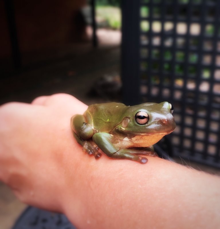 Green Tree Frog