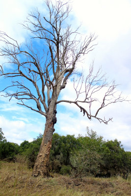 A Tree
