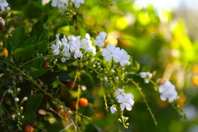 Flowers-Duranta Alba