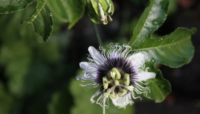 Passionfruit Flower