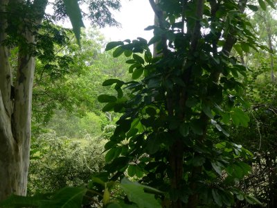 Jungle Greens