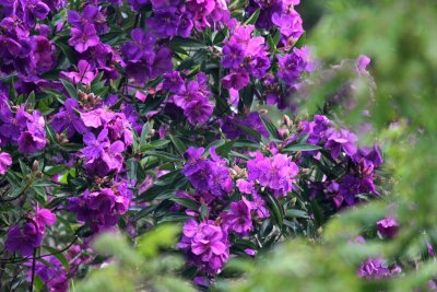 Colour in Nature