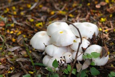 fungi