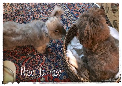 Nose to nose