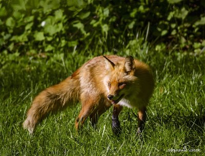 Mama Fox