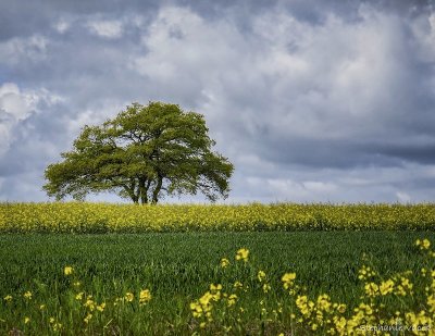 The lone French tree