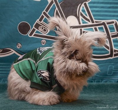 Charlotte is ready for the big game on Sunday!