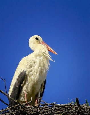 Great white stork