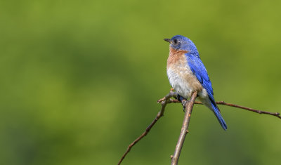merle bleu de l'est-easternblue bird