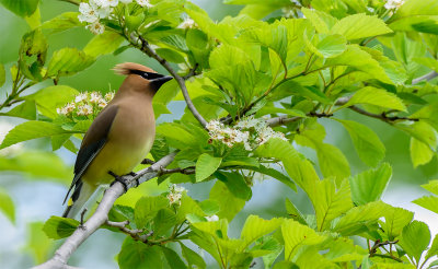jaseur d'Amerique-cedar waxwing