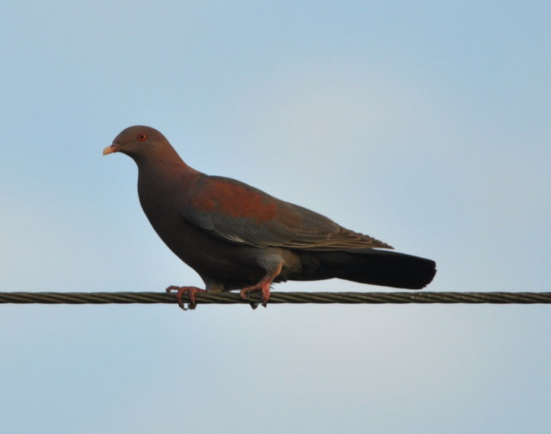 DSC_0124b.JPG